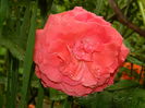 DSCN8235