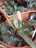 gasteria cv couga dam nr32-10 lei puiul
