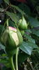 20160510_100733