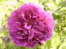 Rosa Minerva