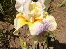 Iris Expose