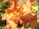 Iris Lava