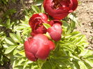 Paeonia Buckeye Belle
