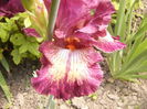 Iris Indiscret