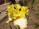 Iris Sunshine and snow