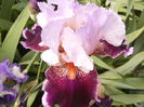 Iris Armaghedon