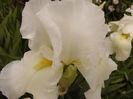 Iris Boule de neige