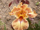 Iris Ruffled Copper Sunset