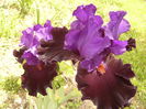 Iris Wild Winngs