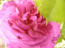 Rosa Minerva