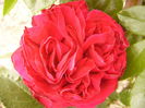 Rosa Erick Tabarly