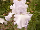 Iris Scandia delight