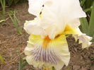 Iris Expose