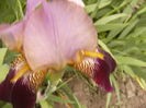 Iris Ambassadeur