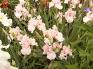Iris Vision in pink