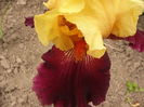 Iris Idol