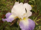 Iris Morning Rich