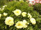 Paeonia itoh Bartzela