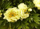 Paeonia Bartzela
