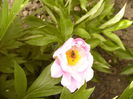Paeonia portaltoi de la un bujor arbustiv