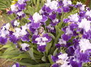 Iris Wold Premier