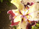 Iris Finalist