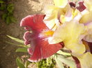 Iris Finalist