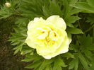 Paeonia itoh Bartzela