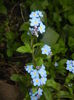 Myosotis alpestris (2016, April 09)