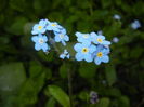 Myosotis alpestris (2016, April 09)