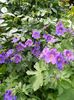 geranium magnificum