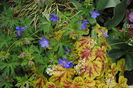 7 mai,Solar Eclipse+geranium johnsons-blue