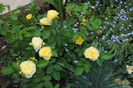 golden border(comtesse du barry)