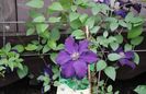 clematis Rasputin