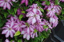 clematis Betty Risdon