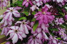 clematis Betty Risdon