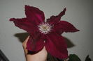 clematis Rebecca, cump din nou..