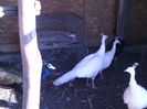 IMG-20160512-WA0012