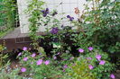 Rasputin+geranium sanguineum Rosa