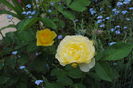 golden border(comtesse du barry)