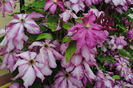 clematis Betty Risdon