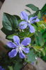 13 mai,clematis Arabella