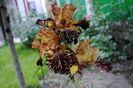 Spiced Tiger