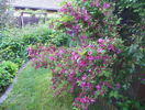 weigela Pink Princess