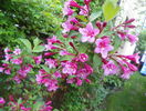 weigela Pink Princess