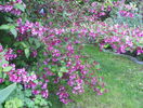 weigela Pink Princess