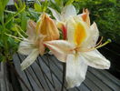azalea Arima