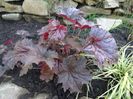 Heuchera Palace Purple