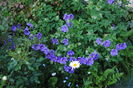 13 mai,geranium magnificum