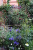 geranium magnificum+Munstead Wood